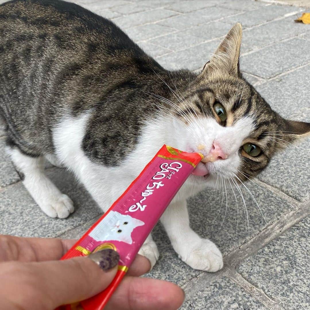 相沢あいさんのインスタグラム写真 - (相沢あいInstagram)「今日も #トルコ猫 と #ciaoちゅーる で #国際交流 。トルコは #猫 をかわいがる時にプスプス言う(pspsと子音だけ言う感じ）ので、プスプス言うだけで振り返ってくれるし、集まってきてくれるし、喧嘩も仲裁できる。  #cat #turkishcat #catstagram #cats_of_instagram #にゃんすたぐらむ #instacat #ターキッシュアンゴラ #cats_of_world #catsagram #catlover #ターキッシュバン  #あいさんの旅日記  #trip #Istanbul #イスタンブール #イスタンブール旅行 #instatravel #instatrip #travelphotography #travel #travelgram #トルコ #トルコ旅行 #turkey」10月23日 12時54分 - aizawaai