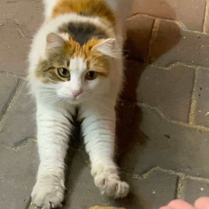のインスタグラム：「今日も #トルコ猫 と #ciaoちゅーる で #国際交流 。トルコは #猫 をかわいがる時にプスプス言う(pspsと子音だけ言う感じ）ので、プスプス言うだけで振り返ってくれるし、集まってきてくれるし、喧嘩も仲裁できる。  #cat #turkishcat #catstagram #cats_of_instagram #にゃんすたぐらむ #instacat #ターキッシュアンゴラ #cats_of_world #catsagram #catlover #ターキッシュバン  #あいさんの旅日記  #trip #Istanbul #イスタンブール #イスタンブール旅行 #instatravel #instatrip #travelphotography #travel #travelgram #トルコ #トルコ旅行 #turkey」