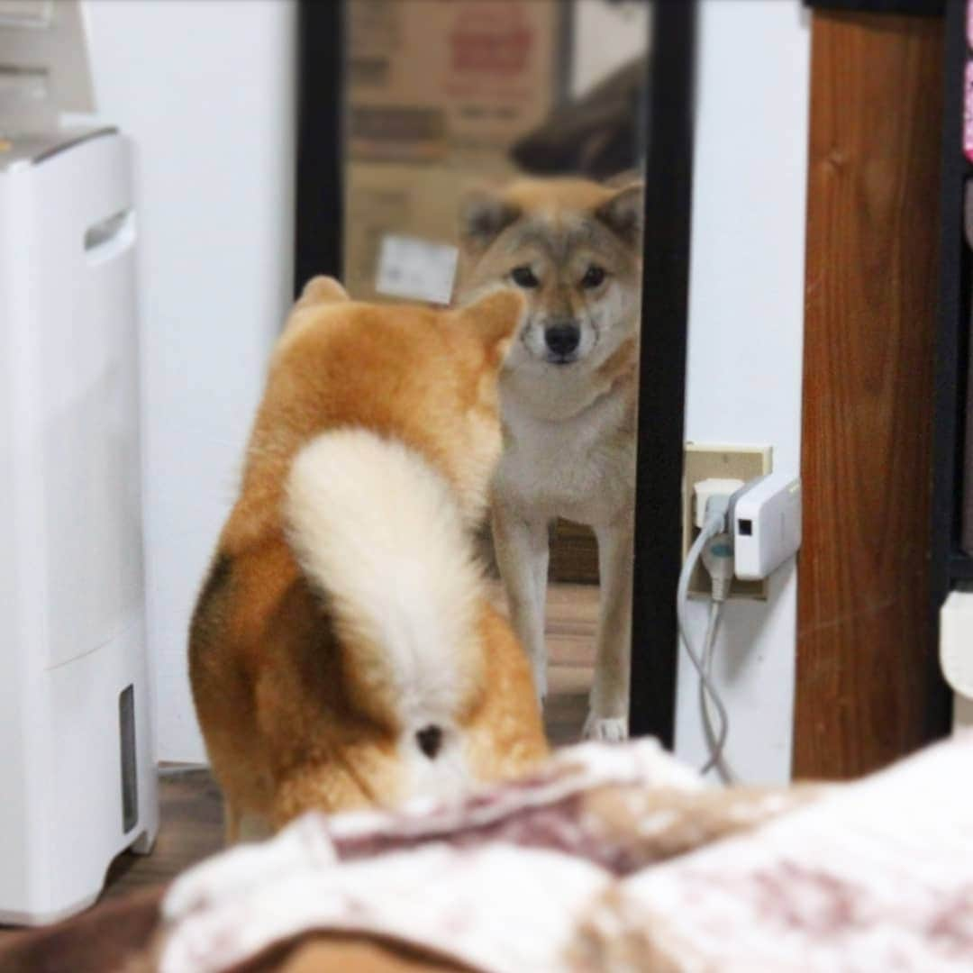 柴犬たま Shibainu Tamaのインスタグラム