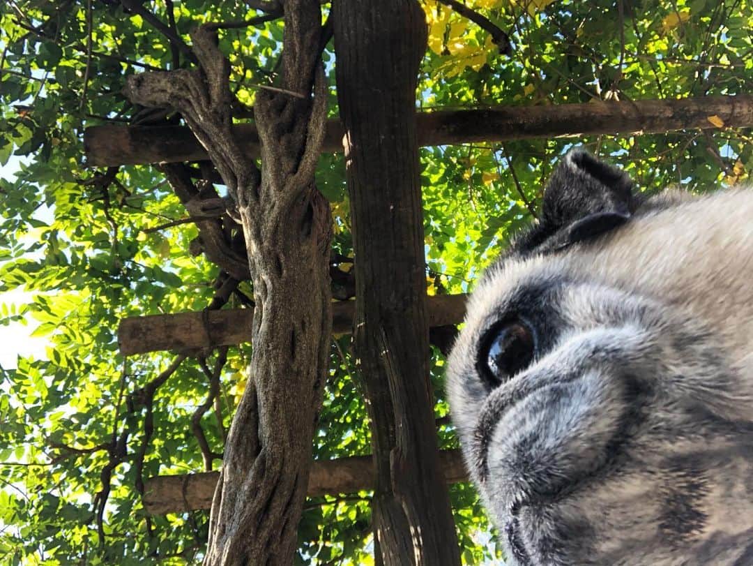 八兵衛のインスタグラム：「sunny day🌞 * *  #ほぼ黒パグ #おじいちゃん犬 #pug #puggy #puglife #puglove #petstagram #pugstagram #pugsofinstagram #pugs #dog #ふわもこ部  @igersjp #IGersJP #east_dog_japan #pecoイヌ部 #八兵衛 #はちべえ #朝ワンコ夕ニャンコ」