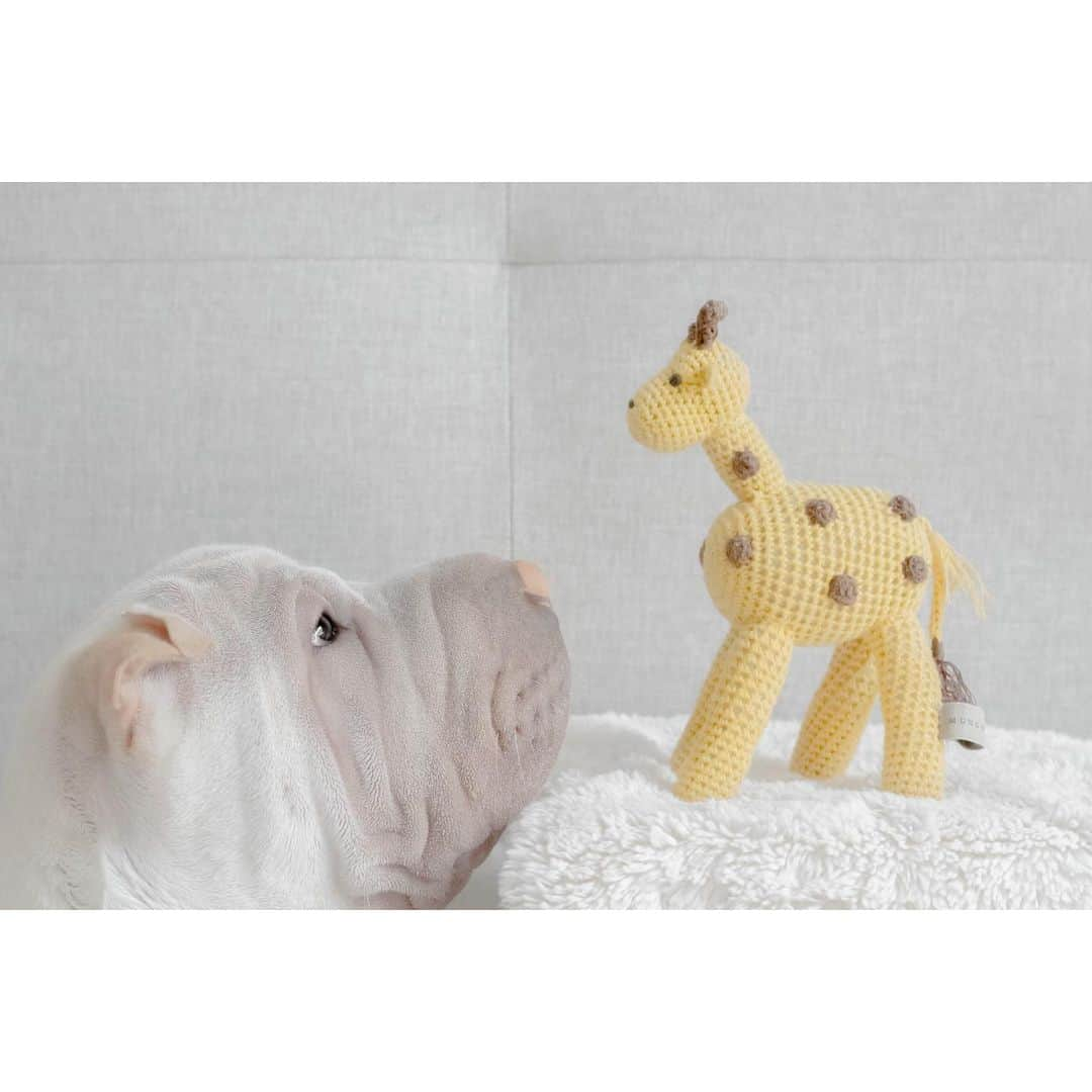 annie&pADdinGtoNさんのインスタグラム写真 - (annie&pADdinGtoNInstagram)「You’re jolly tall 🦒 #jollytall #happiestgiraffe #lambington #mungoandmaud #dogtoys #sharpei #sharpeisofinstagram #sharpeipuppy #dog #dogs #dogsofinstagram #janehissy #storybook #love #instagood #weeklyfluff #iloveyoutothemoonandback」10月23日 13時28分 - anniepaddington