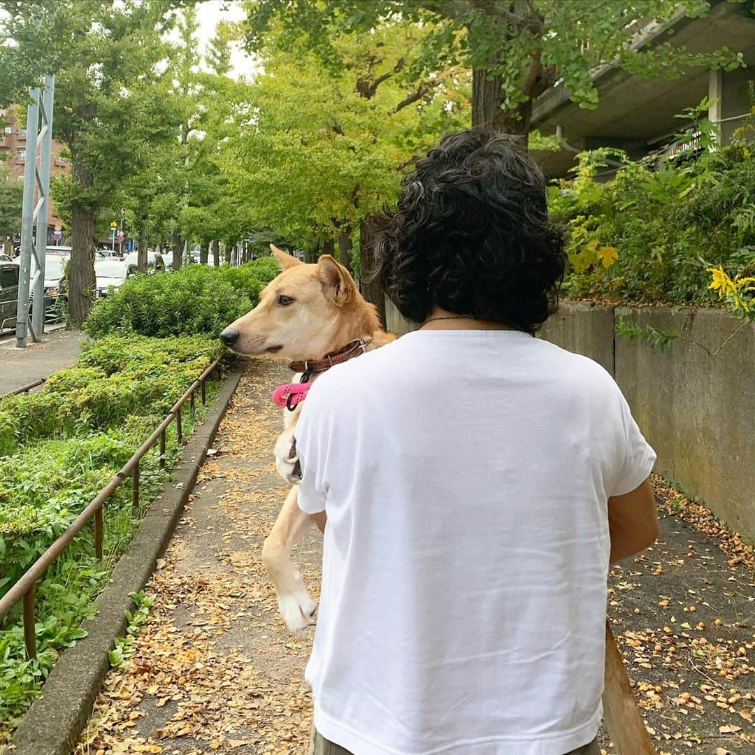 大日方久美子さんのインスタグラム写真 - (大日方久美子Instagram)「・ 今年の7月にハナちゃんによく似たわんちゃんを介護の末に亡くしたばかりのご家族のところにハナちゃんがトライアルに行きました。 ・ まずは会いに来てくださるだけの予定でしたが、すぐにハナちゃんをトライアルしたい！とそのまま連れて帰ってくださる優しいご家族です。 ・ ハナちゃんを初めて抱っこで外に連れて行ったのですが、ハナちゃん怖くて脱糞してしまい、ご家族の手も服もウンチが沢山ついてしまったのに 「大丈夫よ！このくらい慣れっこだわ！それよりハナちゃんが怯えないように少しずつ慣らしてあげないと❤️」と温かい言葉と気持ちでハナちゃんを抱っこし続けてくれました😭❤️ ・ あぁ、ハナちゃんをわかってくれてる。と、私も安心して送り出すことができました。 ・ ハナちゃんのペースを尊重してくれ、怯える姿さえ亡くしたわんちゃんに似ていて可愛い。と言ってくださるご家族。 ・ ありがたいなぁ。 ハナちゃん、本当に良かったね。 ハナちゃんのこと、もうこんなに理解して愛してくれる家族に会えてハナちゃんは本当にラッキーガール❤️ ・  トライアル初日なのにすぐに病院に連れて行ってくださり、諸々診てくださったことも感謝しています。 ・ トライアルに行ったらまたゲージから出てこなくなっちゃうかもなぁ。と心配していましたが、皆んなの愛がわかるのかハナちゃんリラックスして寝ているみたいです❤️😊 ハナちゃん、もう怖くないんだね。私もたちに慣れてくれて、心を開いてくれてありがとう❤️ ・ 福島の震災で行き場がなくなった2匹の兄弟ニャンズを家族に迎えていらっしゃる優しいご家族なので心配はないのですが、ニャンズとの相性はしばらく様子を見てみます。 ・ ハナちゃんを応援してくださった皆様、ありがとうございました😊ハナちゃんは幸せに向かって進んでいます！ ・ ・ #がんばれハナちゃん🐶  #保護犬 #元野犬  #保護犬を家族に  #保護犬を飼おう」10月23日 13時36分 - kumi511976