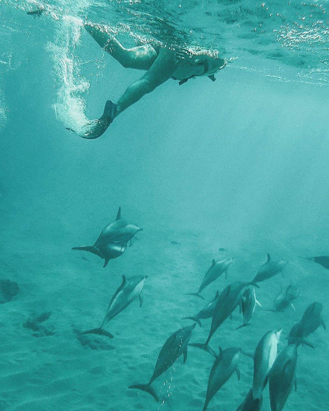 加藤澪さんのインスタグラム写真 - (加藤澪Instagram)「Swimming with dolphins 🐬  ハワイでは、ずっと夢だった"イルカと泳ぐ"を叶えることができました♡ イルカは本当に優しくて、 哺乳類だから人間のことが大好きで、 逃げずに近寄ってきてゆっくり一緒に泳いでくれるんだ♡ イルカは超音波が使えるから、 お腹にいる赤ちゃんを見つけるって聞いてたんだけど、 何回か一緒に泳いでいる時に1匹の子供イルカが私のそばにしばらくいたときがあって、 もしかしたらその子は探し当ててくれたのかな？って思ってうれしくて泣きそうになった😌 . 動物は野生で、自由に生きている姿がやっぱり1番。 本当にいきいきとしていて、人間が教えなくたってみんなトルネードジャンプとかたーーくさんしてた。 野生のイルカがあんなに飛んだりスピンしたりするんだって初めて知ったし、みんな楽しそうだった♡ 人間の娯楽のために作られる施設がこれ以上増えませんように🙏🏾 . ホヌとも一緒に泳げたから、またpostします🐢」10月23日 15時07分 - miokato3306