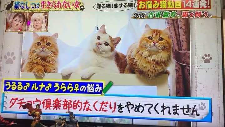 マンチカンズTVのインスタグラム：「、、日テレの「今夜くらべてみました」に我が家の、うるるくん、うららちゃん、ルナくんが登場しました♪﻿ ﻿ チュートリアルの徳井さん大ファンなので感激♪﻿ 見てくださった皆様ありがとうございました！﻿ ﻿ 元ネタは「マンチカンズTV」でYouTubeご覧下さい♪﻿ ﻿ #猫 #ねこ部 #ねこすたぐらむ #ふわもこ部 #のらねこ部 #ねこ好き #ねこもふ団 #ねこばか #ねこバカ #ねこちゃん #ねこさん #でぶねこ #ねこらぶ #ネコ #ネコ部 #ネコ好き #ネコバカ #cat #instacat #catstagram #ilovemycat #instagramcats #meow #pet #マンチカン　#今夜くらべてみました　#今くら　#チュートリアル　#徳井義実 #徳井」