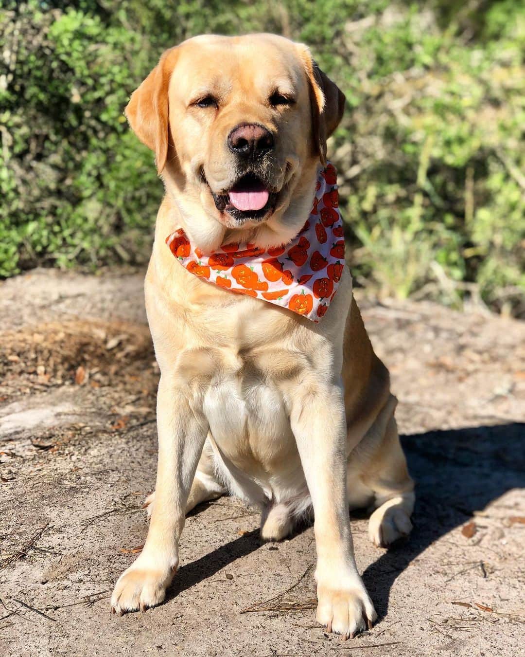 Huckのインスタグラム：「Forever the cutest pumpkin in the patch 🎃🐾 . . . . . . #talesofalab #fab_labs_ #labrador_class #thelablove_feature #yellowlab #englishlabrador #thelablove #labs_of_insta #yellowlaboftheday #labsofinstagram #worldoflabs #justlabradors #halloween」