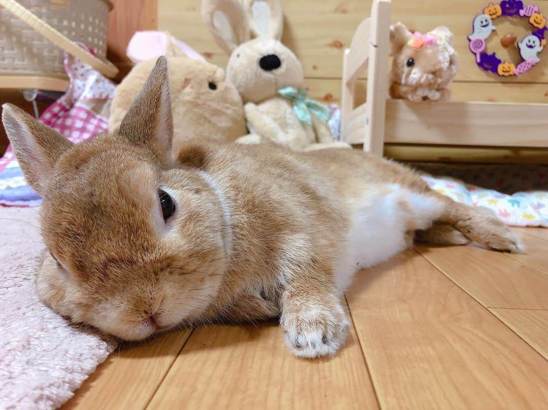 ラン?さんのインスタグラム写真 - (ラン?Instagram)「Good night⭐️ (_*˘꒳˘*)_ｽﾔｧ…zzZ ☆ #おやすみなさい #うさぎ #ネザーランドドワーフ #rabbit #bunny #bunnystagram  #rabbitstagram  #cute  #かわいい #ふわもこ部  #もふもふ  #zip写真部  #アニマル写真部 #instagramjapan #netherlanddwarf #うさぎと暮らす  #うさぎのいる暮らし #癒し #kawaii #ランちゃん  2019.10.24」10月24日 1時10分 - mofumofuusako