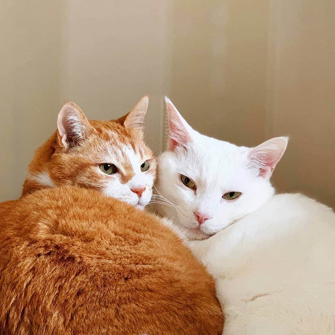 CatStockerのインスタグラム：「Hello! #catstocker is here!  Follow our FURRriend @slowspine  Scroll right for more pictures 👉 . . . . . . #cat #neko #mačka #chat #kočka #котка #kot #кіт #mače #кошка #кот #katze #gato #gatto #kissa #kattunge #猫 #고양이 #貓 #kedi #köttur  #子猫 #חתול #кішка #gatinho #котенок #子猫 #gatito #kitten」
