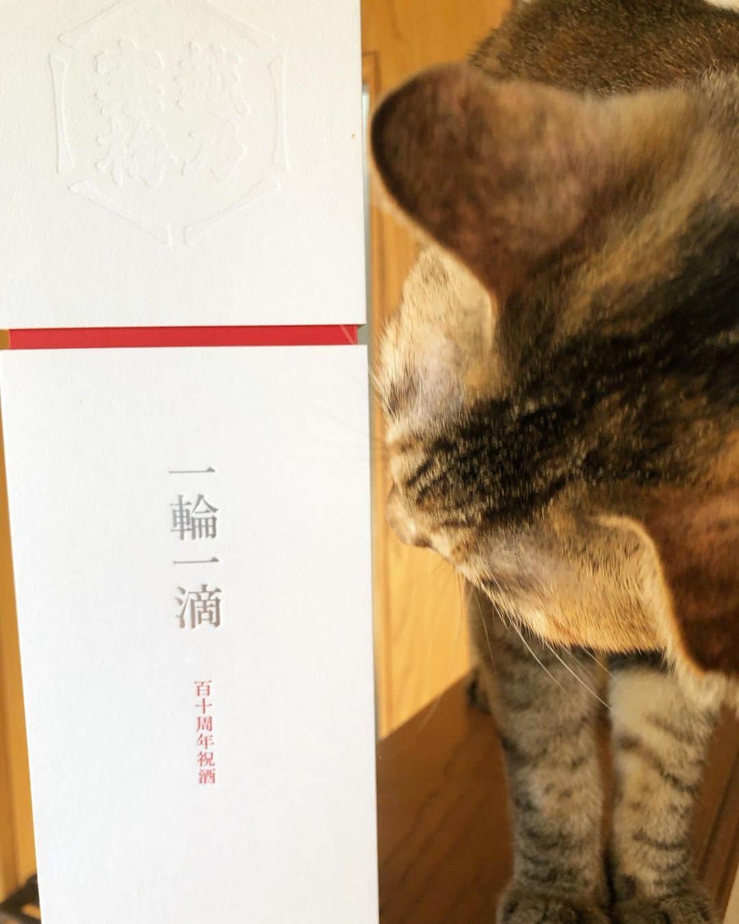 黒猫のインスタグラム