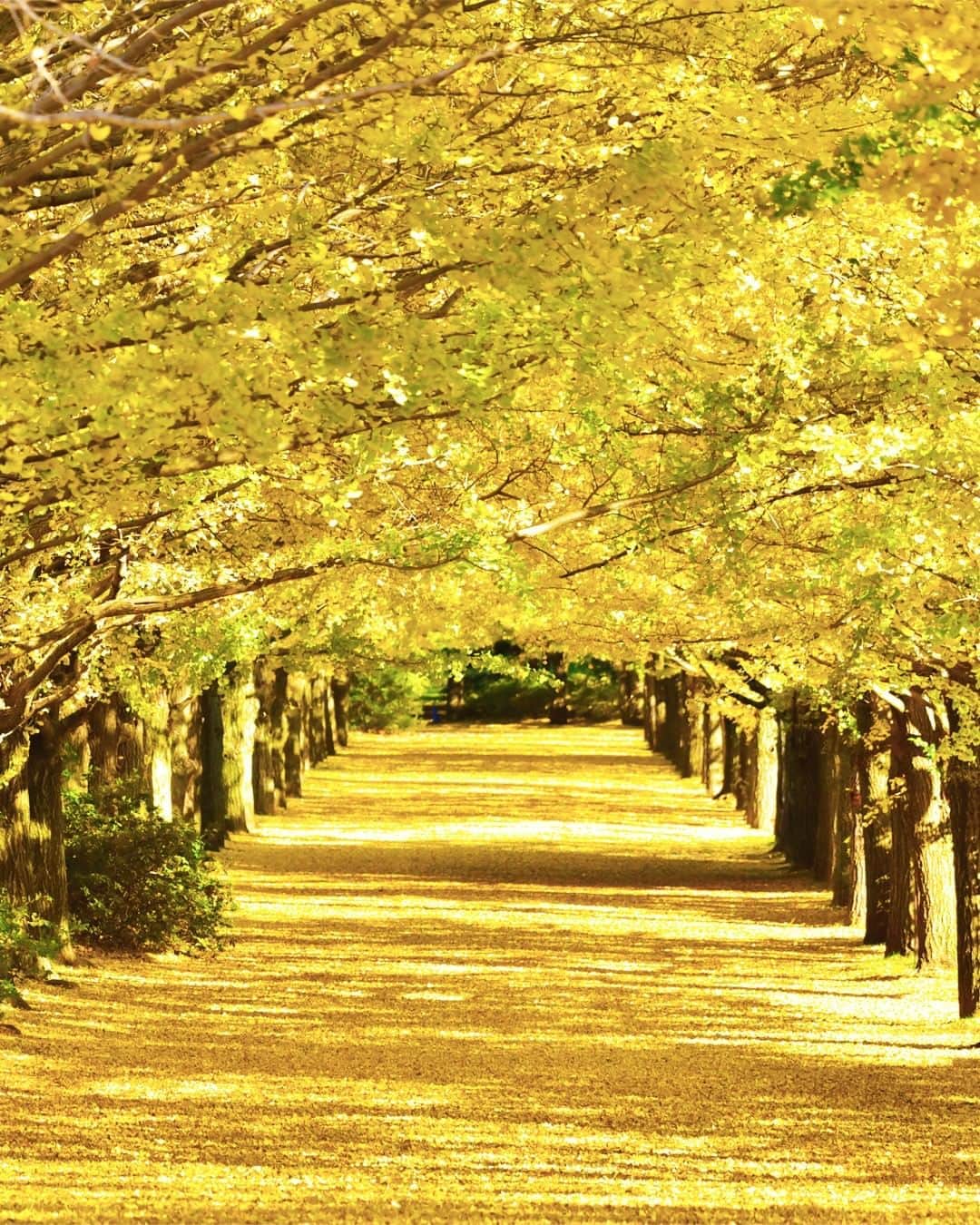 のインスタグラム：「. Ginkgo trees form a beautiful golden tunnel during autumn in Tokyo 🍂#UncommonOctober . 黄金色のトンネル ✨ ✨ . . Post your memories with #FlyJAL  #JapanAirlines #japan #tokyo #showakinenpark #autumncolors」