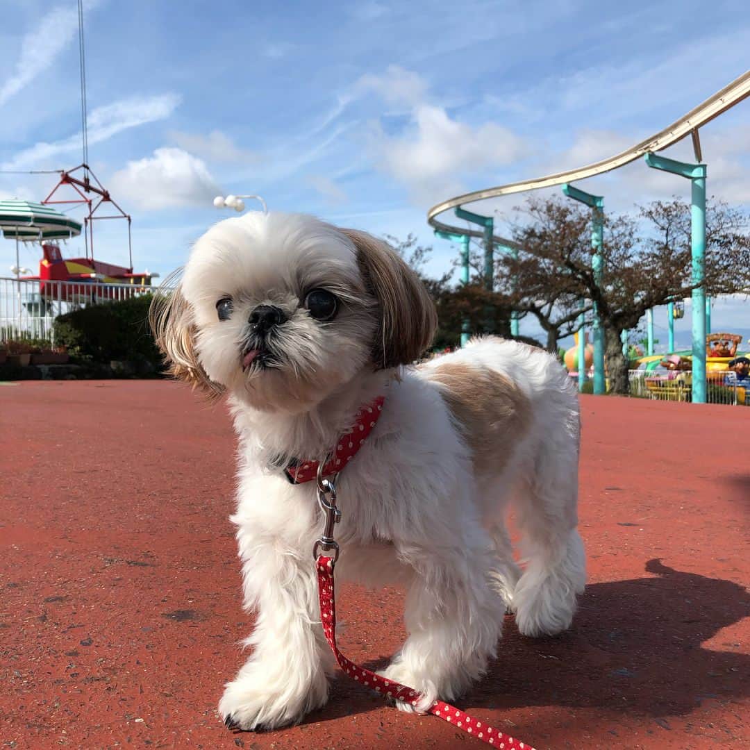 いりこのインスタグラム：「生駒山上遊園地🎡🎢 娘と夫はフリーパスを買ってお化け屋敷以外全部乗りまくり、私といりこはのんびり見守る係。お天気もいいし気持ちよかった。」