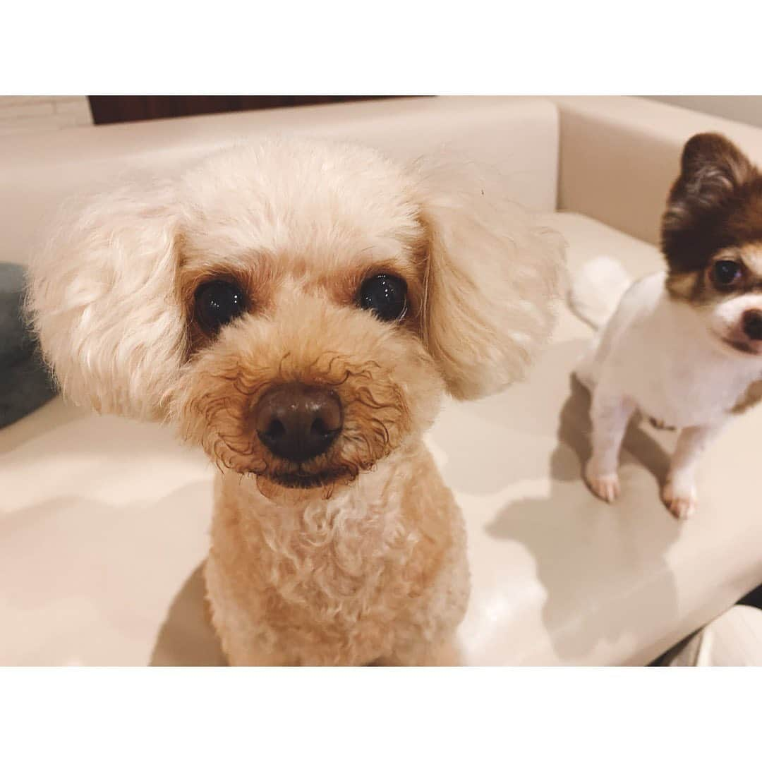 佐々木希さんのインスタグラム写真 - (佐々木希Instagram)「お鼻が栗みたい🌰  #愛犬」10月23日 18時11分 - nozomisasaki_official