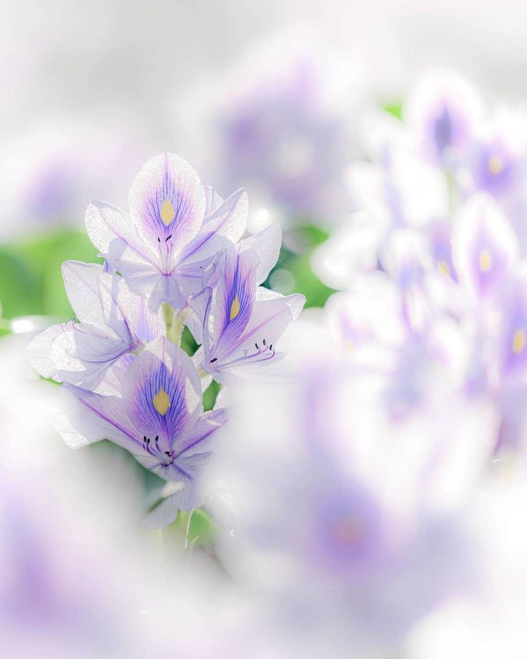 花の写真館のインスタグラム：「Photo by @songbird.graphy.⠀ https://instagram.com/songbird.graphy/⠀ .⠀ Original Post[投稿頂いたURL]⠀ https://www.instagram.com/p/B2ed2G0gyKO/⠀ .⠀ 本アカウントは、 #私の花の写真 をつけてInstagramに投稿された皆さまの花の写真や、「花の写真館」Facebookページで投稿された花の写真を紹介します。⠀ 「花の写真館」Facebookページは、「 @floral.photograph 」のプロフィールにあるURLからご覧ください。⠀ .⠀ #花の写真館 #floralphotograph #floralphoto #flower #flowers⠀ Follow: @floral.photograph」