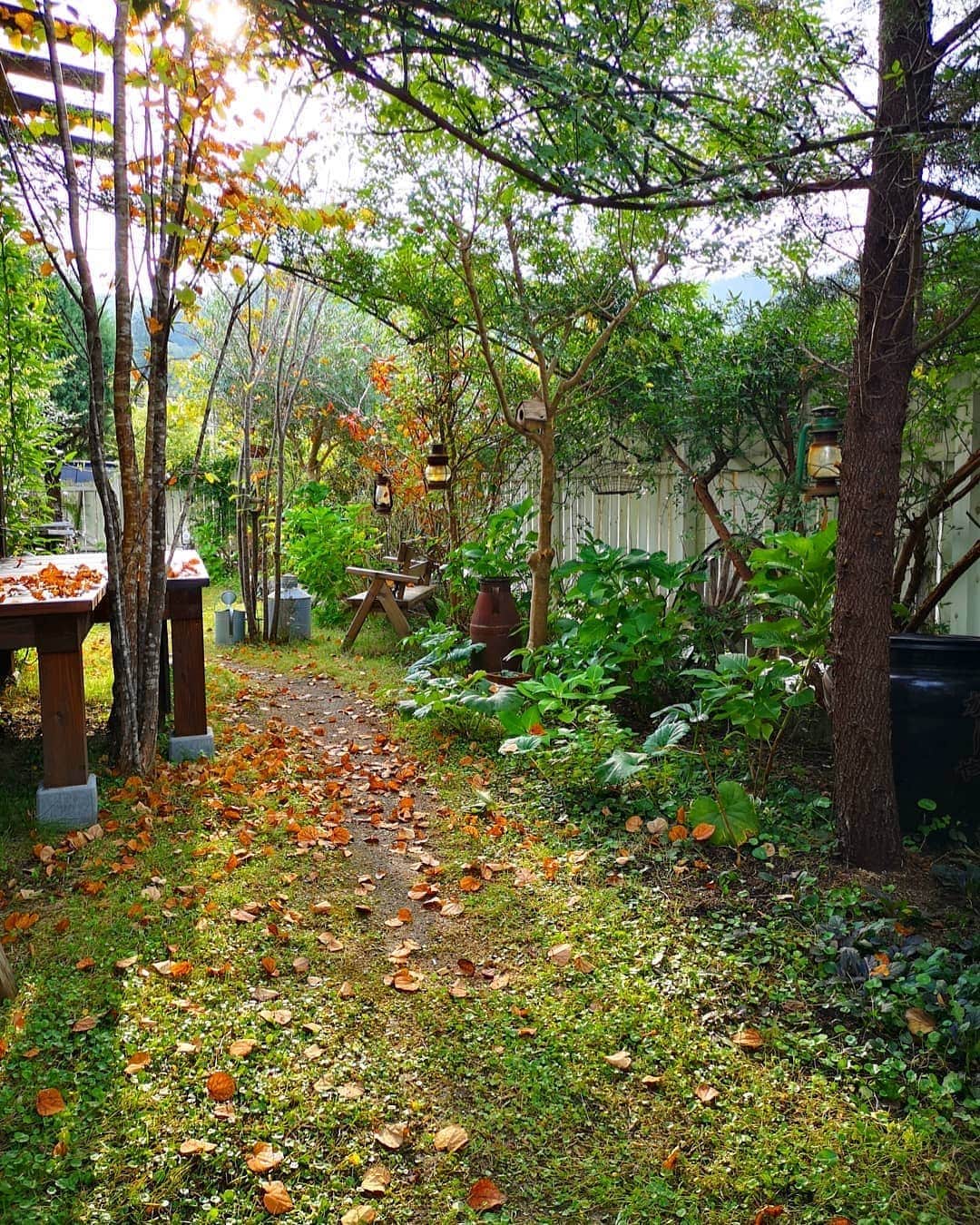 sho.candyさんのインスタグラム写真 - (sho.candyInstagram)「. . 朝のお庭 今朝、起きたらカツラの葉がたくさん落葉してました。 落ちた姿もなんて美しいのでしょうか…✨ . 朝の庭はとくに植物の生命力を感じて私もたくさんパワーをもらっています。 . いい季節✨ 寝る前に明日の朝の庭はどんな感じかしら〜♪明日の庭仕事はなにしようかな〜♪と楽しみでワクワクしながら眠りにつきます😴 . . . #ガーデン#ガーデニング#ナチュラルガーデン#お庭#庭#暮らしを楽しむ#暮らし#日々のこと#花のある暮らし#植物#庭作り#季節を楽しむ#雑木の庭#桂#落葉#秋の庭 #garden#gardening#flowers#mygarden#myhome #庭のある暮らし」10月23日 19時30分 - sho.candy