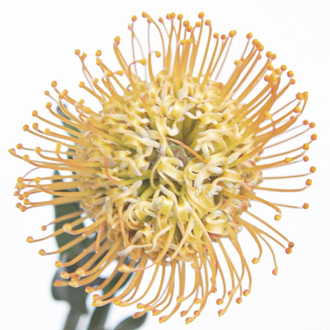 青山フラワーマーケットのグルメインスタ