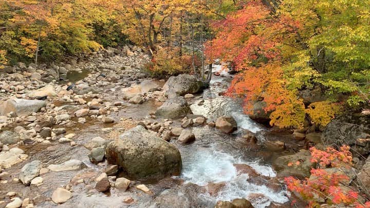 金子貴俊のインスタグラム：「2019年10月26日（土）18時30分放送  土曜スペシャル 「絶景の紅葉　先取りSP」 紅葉スポットの最新情報を探して秋田を旅するのは金子貴俊。秋田・角館では黒塗りの武家屋敷と映える紅葉を。水深日本一を誇る田沢湖では湖面に移る燃える紅葉…。そして一度は泊まりたい憧れの乳頭温泉・蔦温泉へ！絶景の紅葉を満喫します！  更に！八戸駅から青森の旅をするのはバス旅の名コンビ・太川＆蛭子。今回もバスを乗り継いで青森の絶景紅葉をめぐります。ピークを迎える「奥入瀬渓流」は…  2013年の「#ローカル路線バスの旅」で通過した思い出の地。今回めざすのは、弘前城の絶景紅葉。おなじみのやりとりと相変わらずのハプニングも…！ 【出演者】 【青森】#太川陽介#蛭子能収#釈由美子 【秋田】#金子貴俊  是非ご覧ください！！ #テレビ東京#土スペ #紅葉#旅#travel#秋田#アウトドア#outdoor#outdoorlife #角館 #田沢湖#乳頭温泉  自撮りで番宣を勝手に撮影するわたし(^^)」