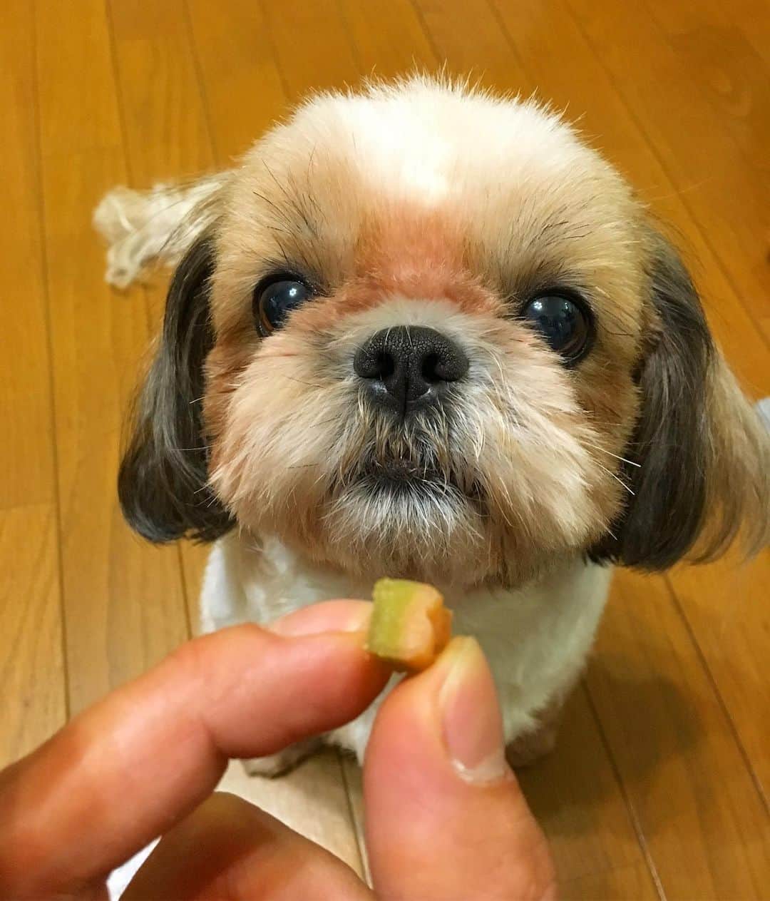 斉藤祥太のインスタグラム：「ハナ！待てっ！🐶 この子も食欲の秋みたい♪ 可愛いヤツだ❤️ #癒し系 #お利口なお姉さん #斉藤はな  #6♀ #斉藤祥太 #33♂」