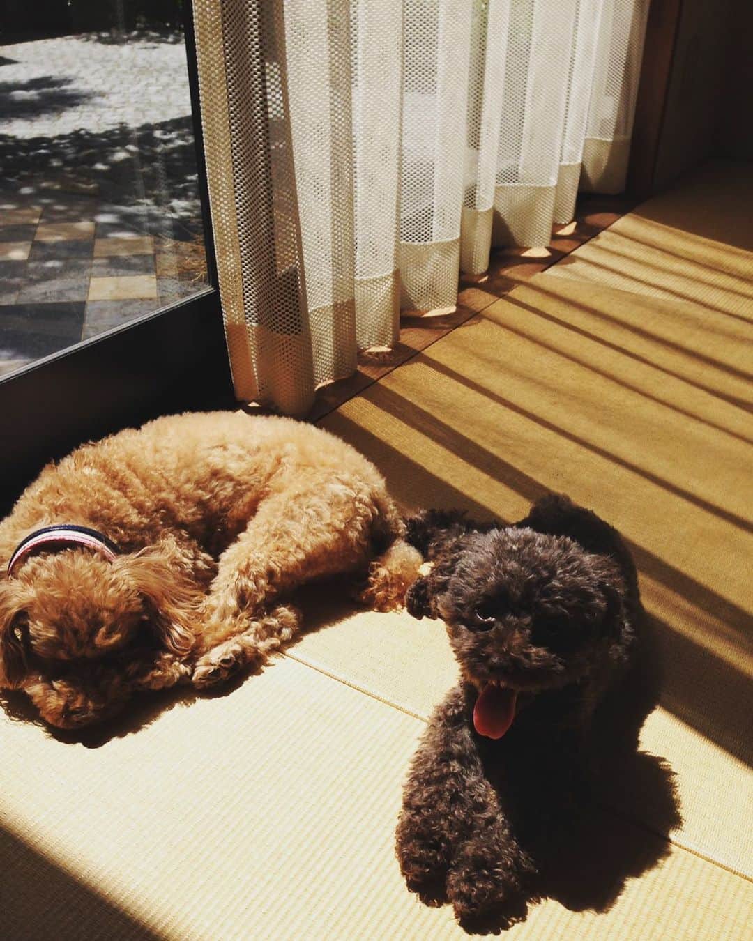 上田桃子さんのインスタグラム写真 - (上田桃子Instagram)「我が家の可愛いキャラとココ♡ 会いたいなぁ。。。」10月23日 20時43分 - momoko3030