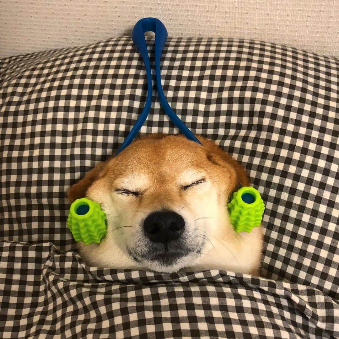 マロたんのインスタグラム：「I get sleepy when I massage. コロコロ〜おやすみ〜💤 #shiba #shibainu #weeklyfluff  #わんこの癒し」