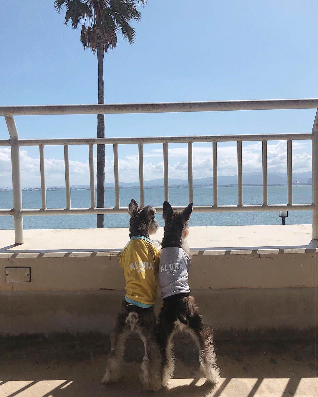 森山菜々のインスタグラム：「✯ 𝙇𝙖𝙣𝙞 𝙆𝙖𝙞 おっきくなったね〜 最近やっと兄弟らしくなってきた🐶🐶 まま、これ撮ったとき我が子の成長にうるったよ😢🥺🧡 今週の忙しさを脱出したらいっぱい遊ぼうね〜 #minitureschnauzer #LANIKAI #lani #kai #dogrun #ミニチュアシュナウザー #ラニカイ」