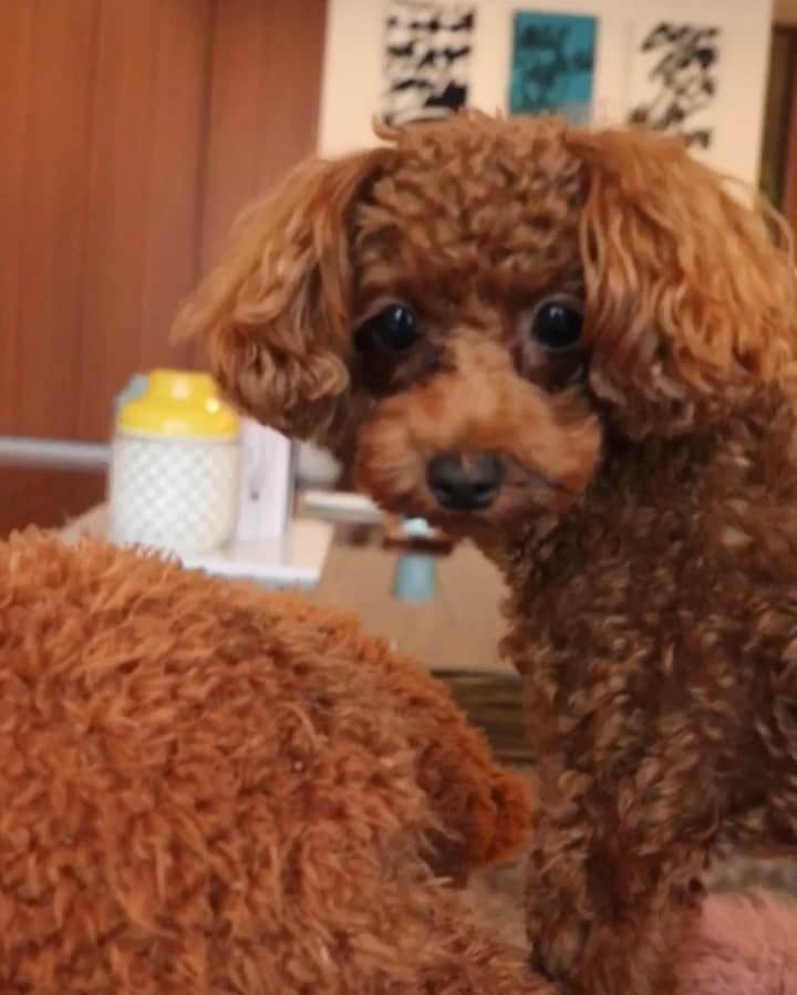 平木愛美のインスタグラム：「さにたん可愛いすぎなこの動画お気に入り🐶🐾🐩 . 週末、いつもの大好きさんたちと、おうちランチ💕 みんなで準備してすこし早めのひろこちゃんの誕生日お祝いをしました♡  私はロール白菜担当！！！ 粗挽肉と玉ねぎ、卵でタネをつくって白菜で包んで、 トマトソースをつくって煮込み🍅  パスタもいちじくのサラダもとっても美味しかった〜🥺💞 ちえみちゃんの用意してくれてたテーブルコーディネートもとっても素敵でした♡  そうくんやサニーちゃんたちに癒されたり、しあわせ時間…🧸❤️ . お喋りしながら夜まで過ごし、、🌜おじゃましました☺︎ たーのしかった💕 愛してやまない心地良きみんななのです。 約二年前はみんなでハワイだったの懐かしいなあ🌴🧡 #愛 #関西人」