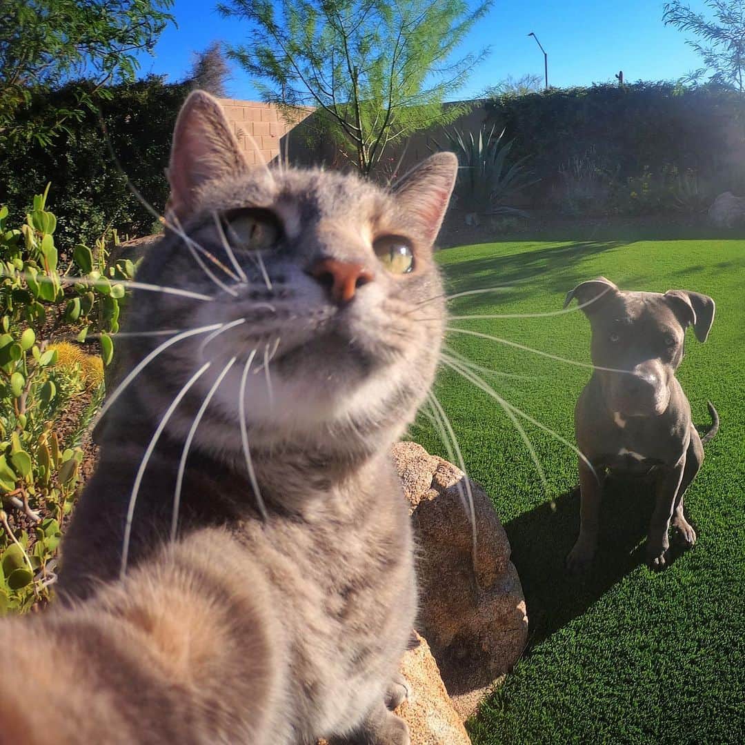 マニーのインスタグラム：「😼🤳 1 or 2? w/ @indigodoggo」