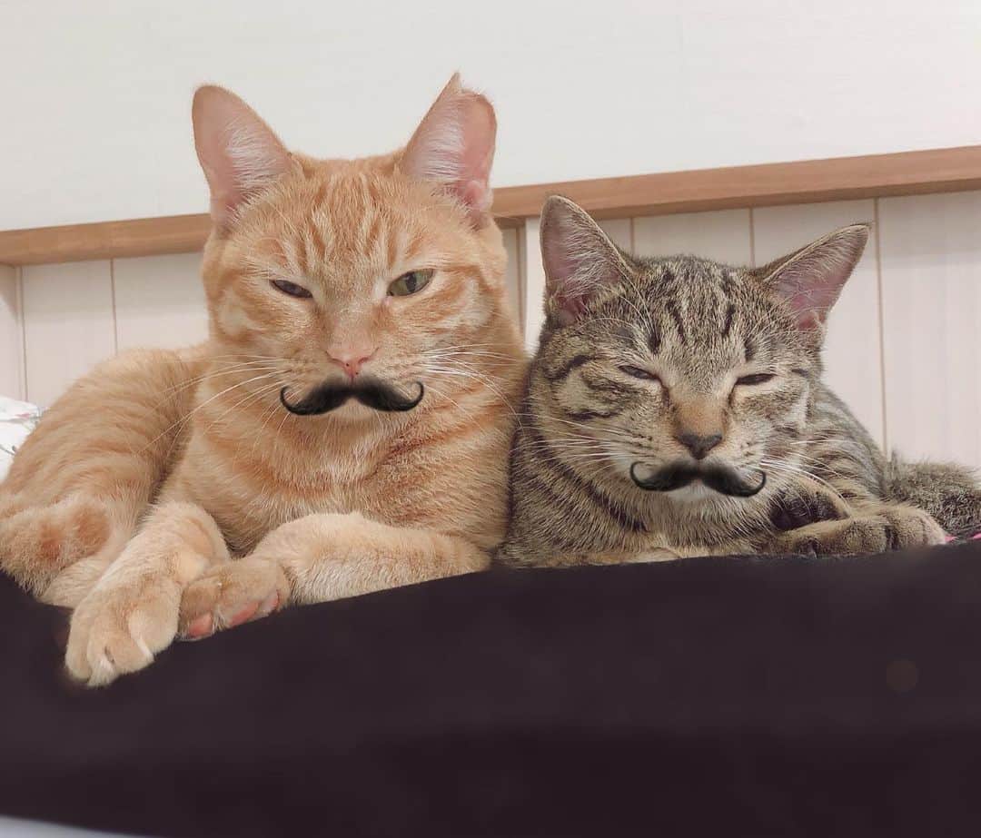新谷姫加さんのインスタグラム写真 - (新谷姫加Instagram)「猫専用のフィルターあるの初めて知った、可愛い（ ; ; ）❤︎ #猫 #ねこ #cat #猫のいる生活」10月23日 22時17分 - hime._.gram
