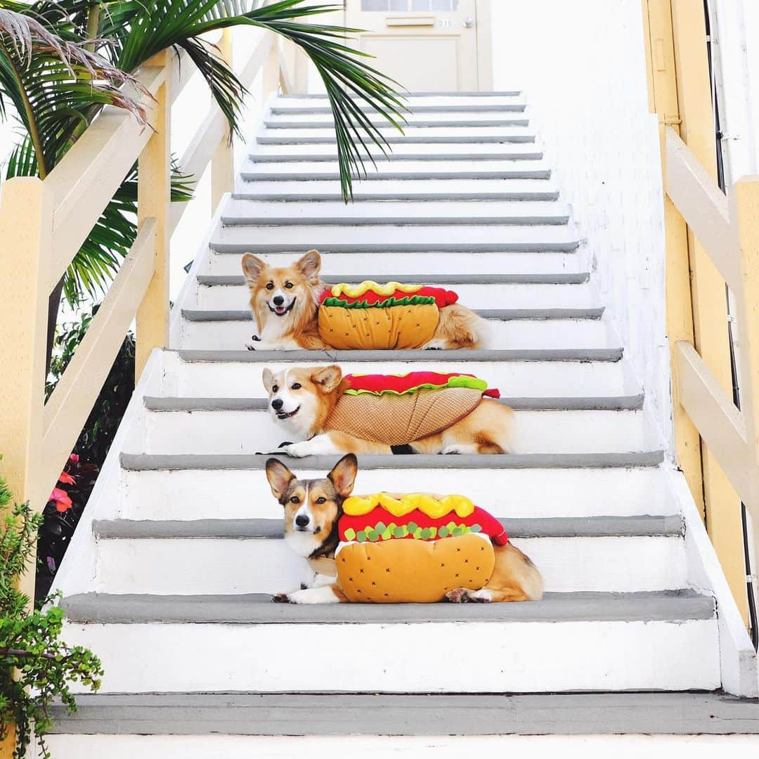 Geordi La Corgiさんのインスタグラム写真 - (Geordi La CorgiInstagram)「What would you do if you opened your door and saw a bunch of corgi hot dogs hanging out on your steps?? 🌭🌭🌭⁣ ⁣ Photo by @bobthefluffycorgi」10月23日 23時27分 - lacorgi