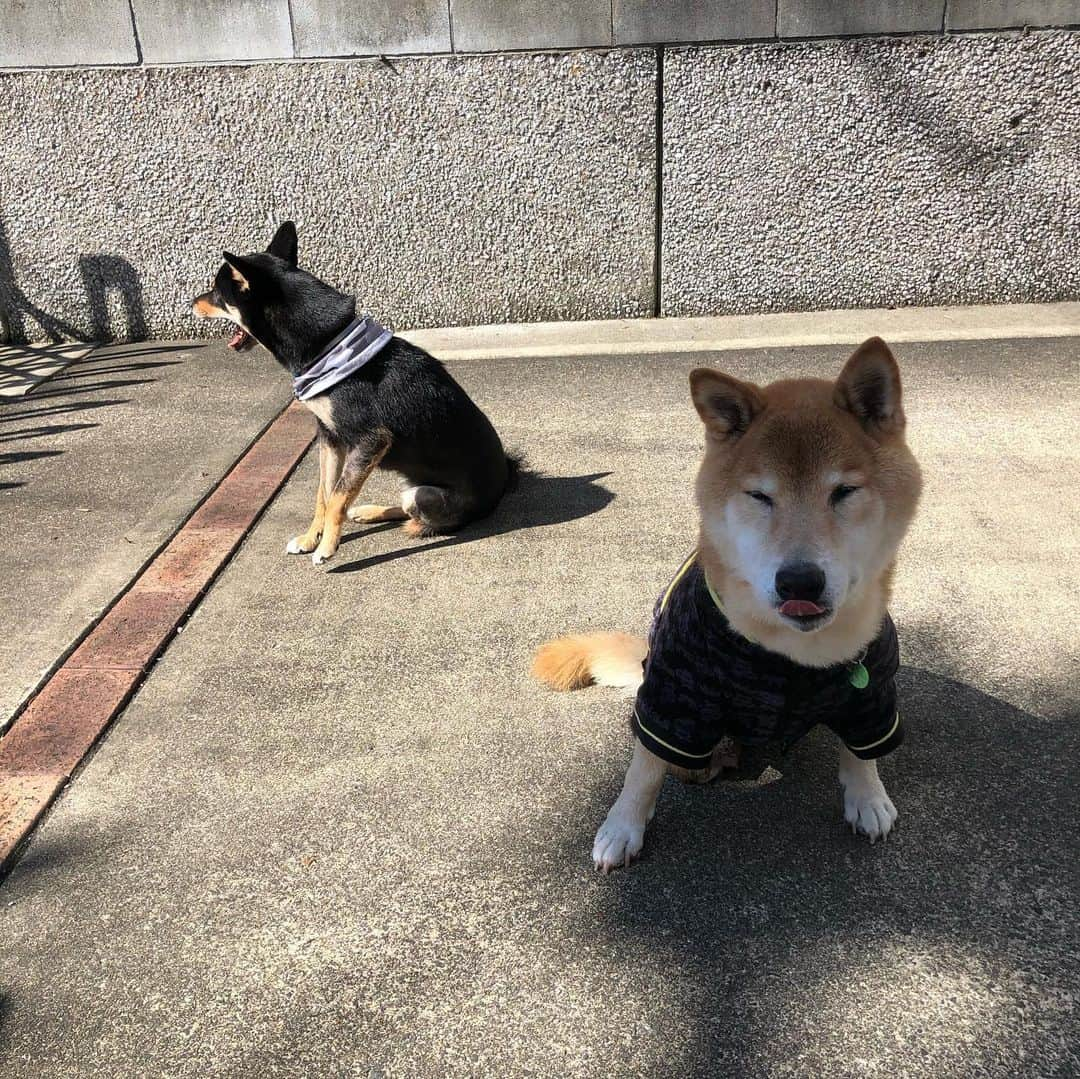 平山ユージさんのインスタグラム写真 - (平山ユージInstagram)「今日は最高の天気☀️お家では短い時間だけどワンコとリラックスモード🐕🐾🌲 Nice weather ☀️It was a short time but super relax mode with my doggy’s ✨🐾✨🐾 #niceday #afterheavyrain #clearsky #chocolateandhijiki #smile #runs #sleep」10月23日 23時46分 - yuji_hirayama_stonerider