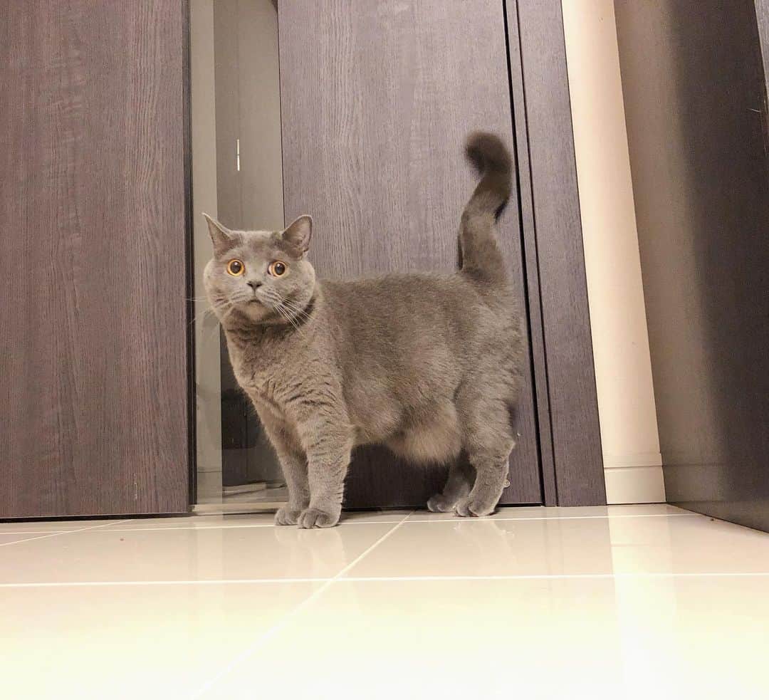 東なつ紀のインスタグラム：「コレステロールがちょっと高めですね😅 って診断された猫。 #まぁでもこれ以上太らなければ大丈夫です　だそうです笑笑  #猫 #多頭飼い #まさぶりあずグラム #エキゾチックショートヘア #ブリティッシュショートヘア #マンチカン  #Munchkin  #exoticshorthair #britishshorthair #マンチカン短足  #ねこ  #ネコ  #cat  #ネコ部  #短足  #顔ぺちゃ #猫好きさんと繋がりたい  #猫のいる暮らし  #短脚猫 #曼基康猫 #ねこ休み展 に出たい」
