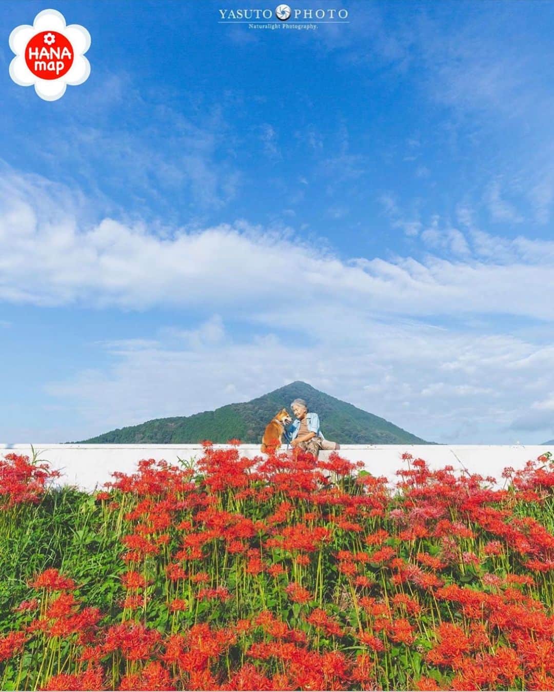 はなまっぷ❁日本の花風景さんのインスタグラム写真 - (はなまっぷ❁日本の花風景Instagram)「🌸はなまっぷ🌸 * @yasuto.photography さんの  花のある風景に花まるを💮 * 秋空の下でも仲良しの素敵なおばあちゃんと福ちゃんをありがとうございます😊🌸 * 岡山  #川東公園 Maniwa,  Okayama Pref. * 🌼ヒガンバナの花言葉📝🌼 情熱、また会う日を楽しみに * 見頃を過ぎている場所もご紹介しています。お出かけの際はHP等で最新の情報をご確認くださいね🙏🌸 * 🌸•••🌸•••🌸•••🌸•••🌸•••🌸 * いつも素敵なお花をありがとうございます😊 日本の花のある風景にタグ付けしてください🌸 お花があれば何でもOKです💓 * #はなまっぷ * #日本の美しい花風景#花のある風景#花#花畑#ヒガンバナ#彼岸花#曼珠沙華」9月30日 8時17分 - hanamap
