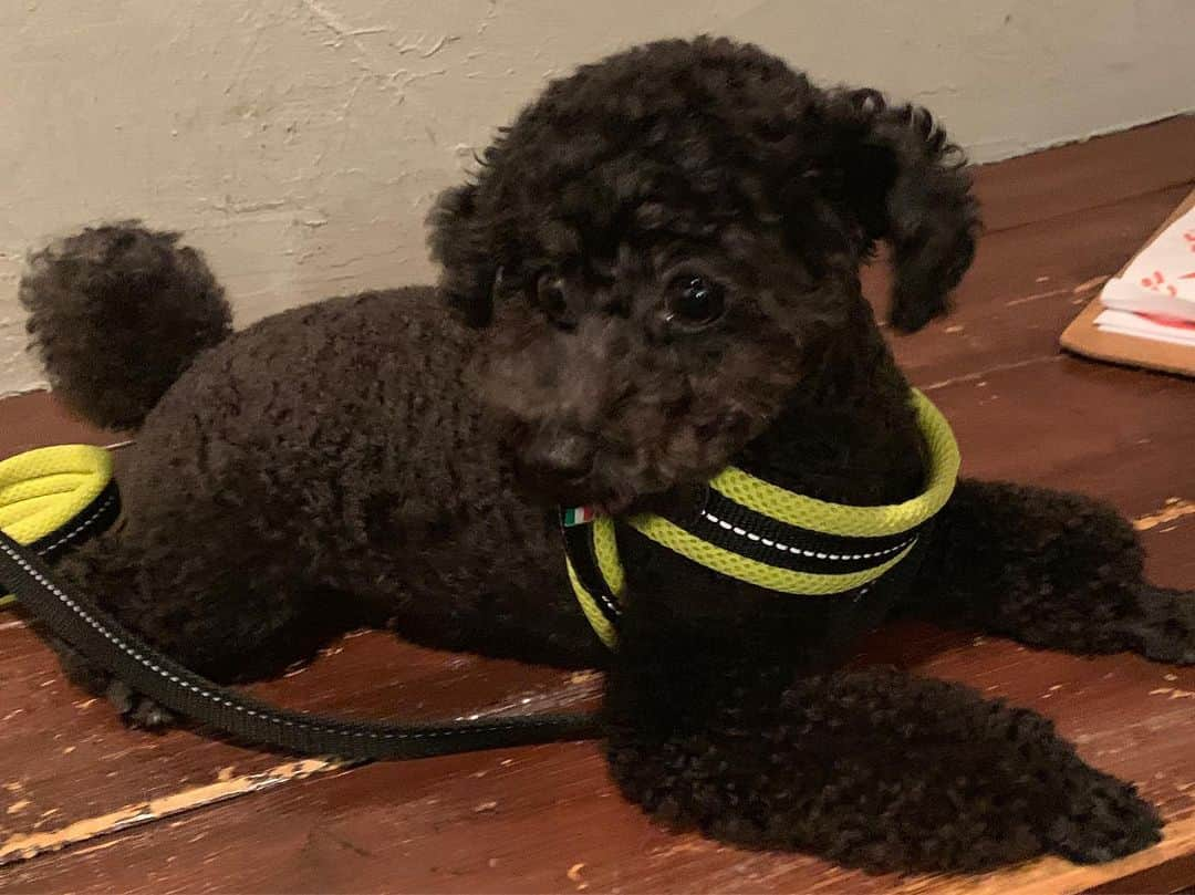 長澤メイさんのインスタグラム写真 - (長澤メイInstagram)「カーボンで犬会🥺❤️❤️❤️ かわいいが大集合🥺 みんな違ってみんないい🥺💘 だいすき🥺🥺🥺 #犬会」9月30日 0時59分 - xxmeixx1208