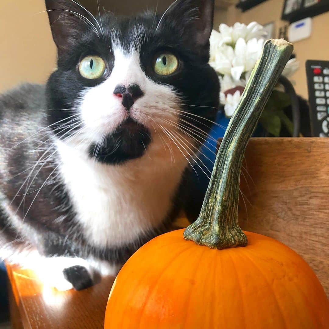 Tuxedo Cat Brosのインスタグラム：「Fall has made its way to Boston! While I don’t decorate the house, I will buy tiny pumpkins for the cats to pose with!!! I took about 50 photos of Jack with the pumpkin and this is the only one where he wasn’t trying to bunny kick it! #paparazzi #catsnotkids #revealcatsnapper #pumpkinkicker」