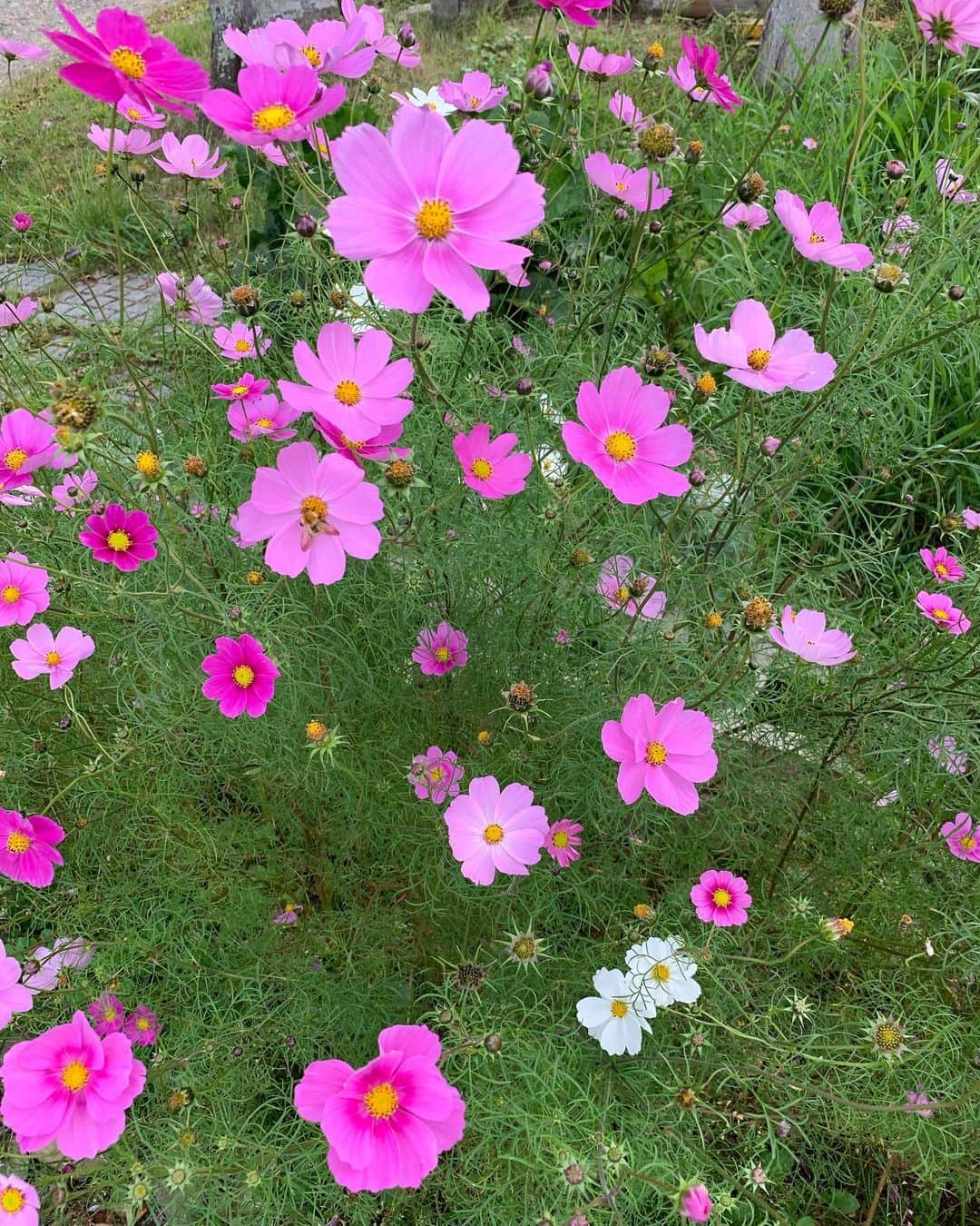 夏木マリのインスタグラム