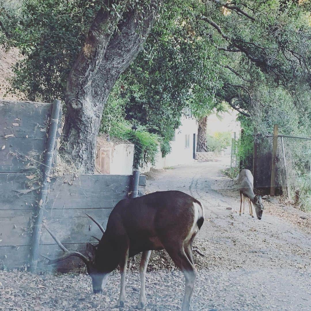 プリシラ・アーンのインスタグラム：「A buck and doe eating acorns in front of my car.  #lanature」