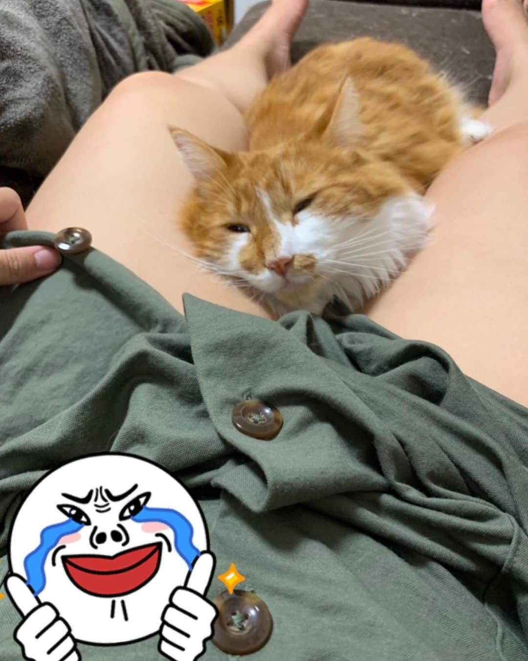 伊波まりやさんのインスタグラム写真 - (伊波まりやInstagram)「. . . 定番の寝方🐈 . . . 메일 이렇게 자요 ㅋㅋㅋ . . . #猫 #cat #catsofinstagram #catstagram #maincoon #고양이 #귀여워 #메인쿤  #メインクーン #猫のいる暮らし #kawaii #japanesegirl」9月30日 7時52分 - mariya_gram