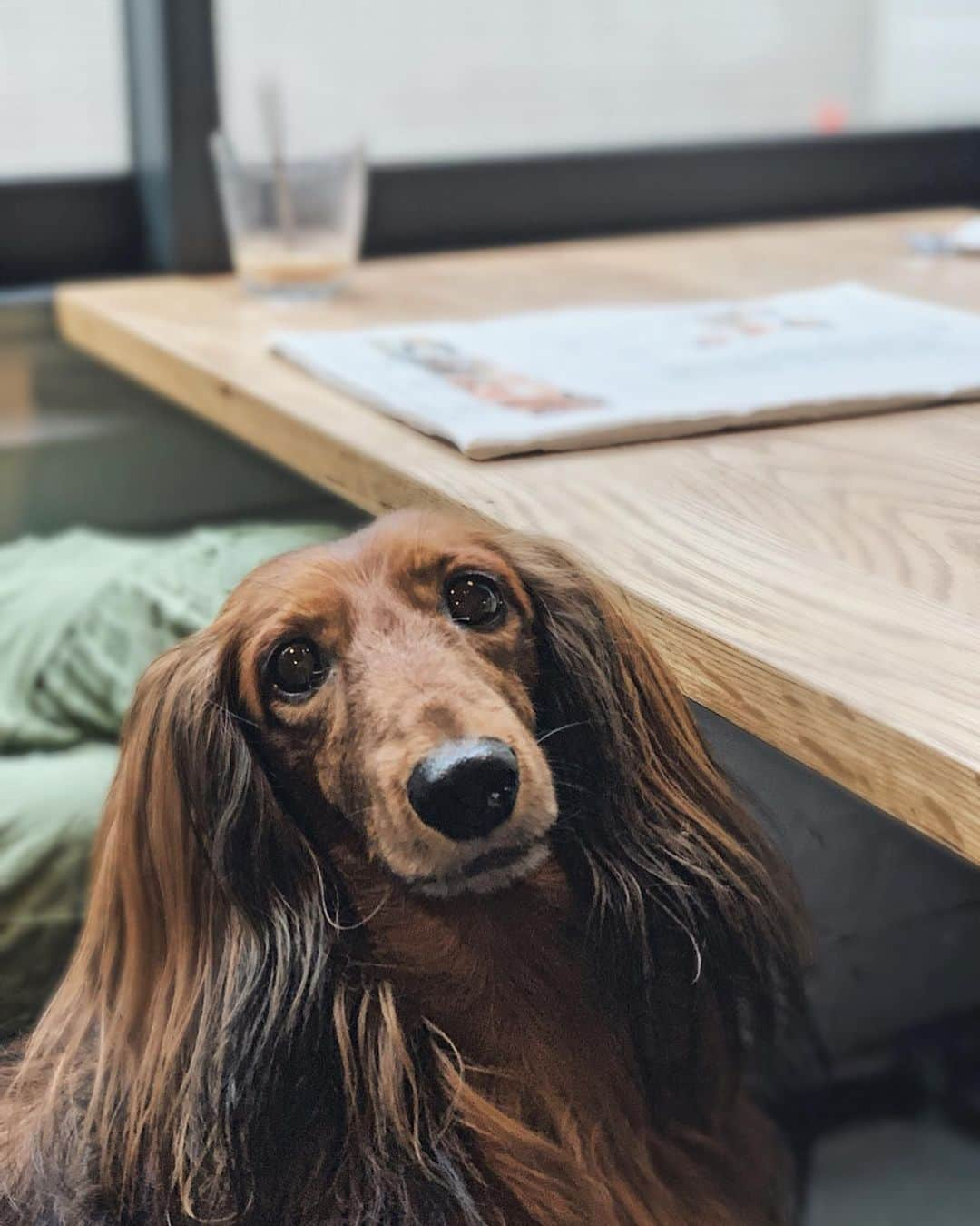 李 雨瀟さんのインスタグラム写真 - (李 雨瀟Instagram)「ウィルとの休日。 はぁ〜癒された♡ . . #weekend #happy #dog #cafe #teatime  #dogstagram #dogsofinstagram  #週末 #犬好き #いぬすたぐらむ  #週末の過ごし方  #さっこちゃんのわんちゃん #ウィルくん」9月30日 18時46分 - yuisho_ri