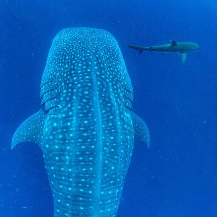 のインスタグラム：「The waters around the northern Galápagos Islands of Wolf and Darwin are one of few places in the world where mature whale sharks make regular appearances. Silky sharks are also abundant in these productive waters, but are dwarfed by these 30 + foot giants. Photography in these wild waters is pretty difficult, the currents were ripping and the whale sharks swim surprisingly fast. After free diving at Darwin’s Arch for 3 hours my lungs were aching and my legs were spent. Shot on assignment for @natgeo in collaboration with @darwinfound  @pelayosalinas @saveourseasfoundation and #paulmangellfoundation」