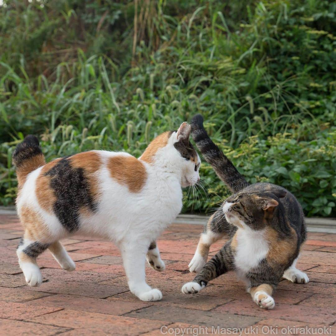 Masayukiさんのインスタグラム写真 - (MasayukiInstagram)「間合い。  おはようございます。 Good morning from Tokyo Japan ⛅️ #cat #ねこ」9月30日 10時44分 - okirakuoki