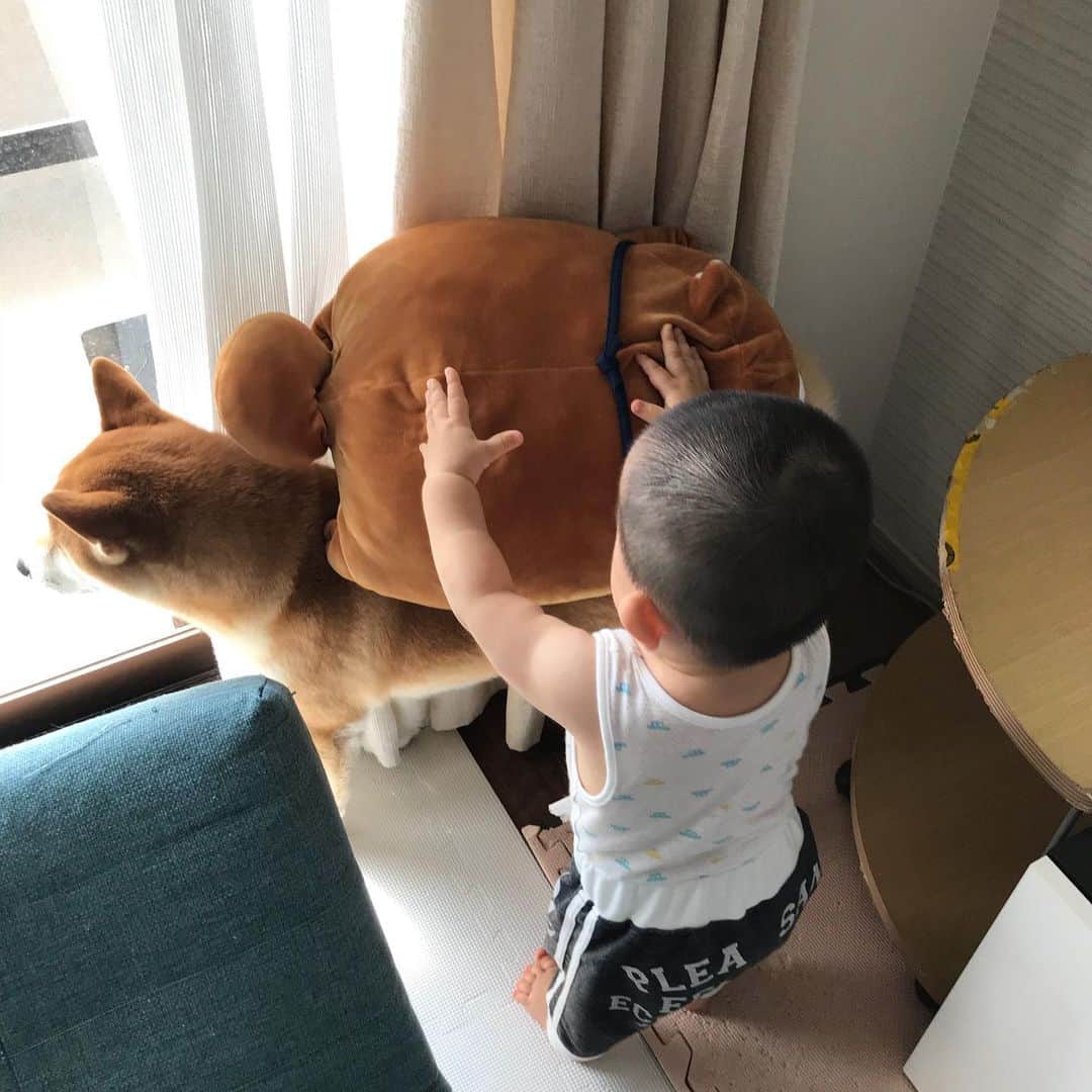 高橋みゆきのインスタグラム：「クラ吉の背中に柴吉を乗せて🐶ドヤ顔の心坊でした👶💕クラ吉はやられるがまま😅 #クラ吉 #柴吉 #ドヤ顔」