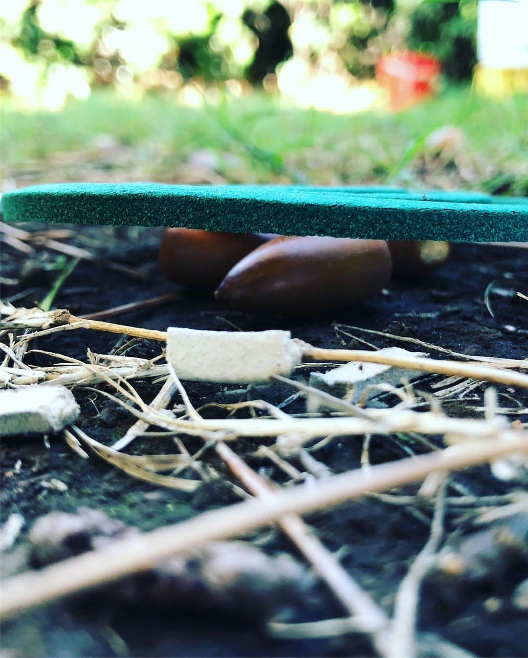 木村卓寛さんのインスタグラム写真 - (木村卓寛Instagram)「蚊取り線香を焚きました 下の台がなかったので どんぐり借りました #キャンプ #どんぐり」9月30日 14時42分 - tenshinkimura