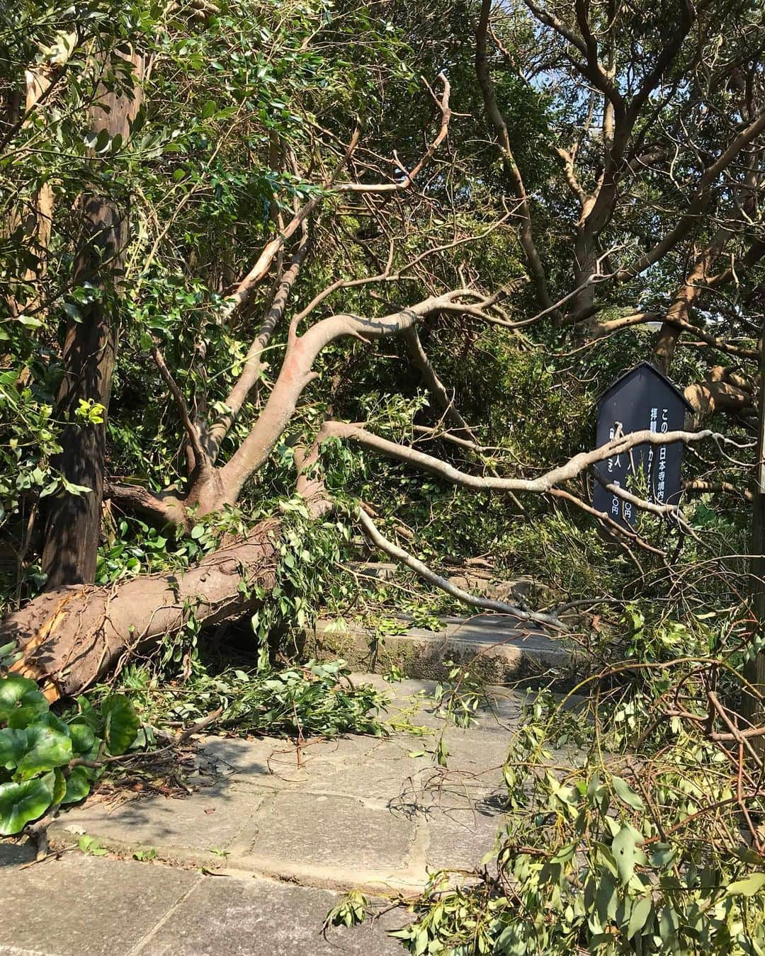 大慈弥レイさんのインスタグラム写真 - (大慈弥レイInstagram)「台風15号が千葉県に甚大な被害を及ぼしてから3週間。  ニュースで度々取り上げられた『鋸南町』は、母の実家である鋸山 日本寺があるところです。 台風通過の後、祖母から「大変なことになった…」との連絡を受け、現地に向かいました。  当初は鋸南町の様子があまり報道されていなかったので、どれほどの被害か全く想像ができておらず、携帯の電波も入らないので被害状況や必要物資などの情報を得るのも一苦労。  山の中腹にある祖母の家に向かう道中は太い木が根こそぎ倒れ、たどり着くのも困難な状況でした。  停電に加え、それに伴う断水。  酷暑の中、復旧作業をして汗だくになっても 冷たいものが飲めず、お風呂に入れない、暑くて寝ることもできない、、 北海道にいた去年9月も胆振東部地震でブラックアウトを経験しましたが、改めて日々いかに電気に頼っているかを痛感しました。  ボランティアや近隣の方々等、多くのお力添えをいただき日本寺は徐々に復旧しつつあります。  しかし未だ自宅に戻れなかったり、停電が続いて不自由な生活を強いられている方も大勢いらっしゃるので、一日も早く平穏が戻ること心から願います…  #千葉#鋸山#日本寺#鋸山日本寺#鋸南町」9月30日 16時19分 - rei_ojimi