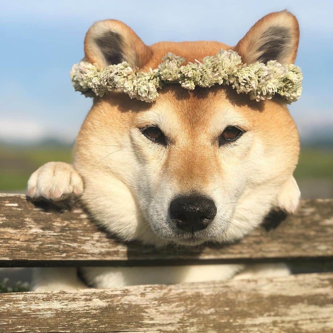 マロたんのインスタグラム：「I get hungry easily. 頬袋がぺったんこになったのでオヤツください #shiba #shibainu #柴犬」