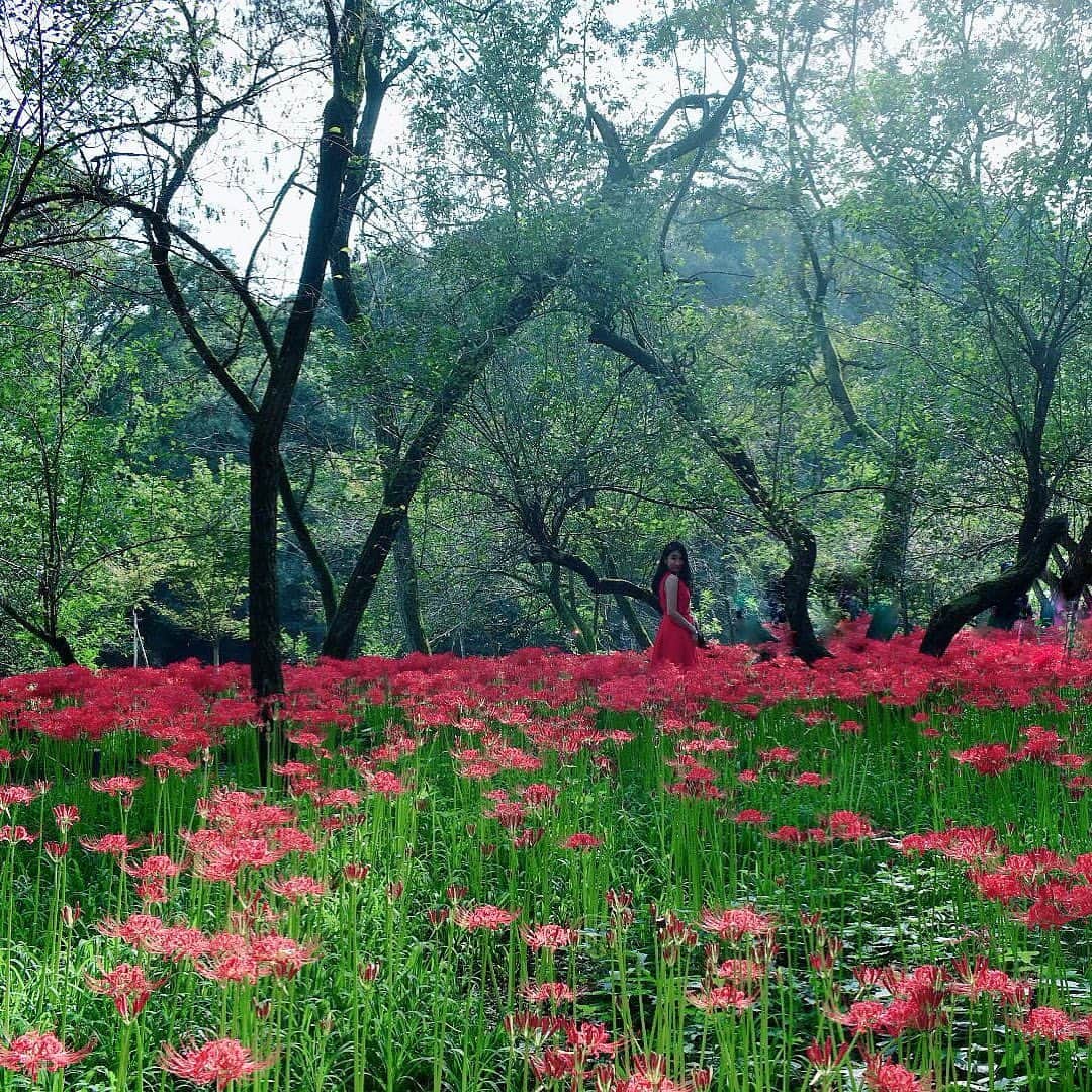 mautyanのインスタグラム：「真紅に染まった絨毯を敷き詰めたみたいで綺麗だった🌹 公園に行くまでの道のりにも咲いてるし現地の人達とも仲良くなれるから絶対歩いて行くのがおススメ🏃‍♂️❤️」