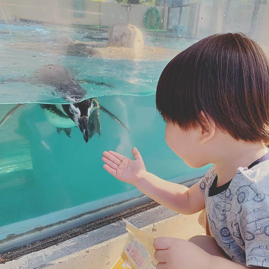 安田美沙子さんのインスタグラム写真 - (安田美沙子Instagram)「先日、両親と京都の動物園へ。。 息子、ライオンがやはり怖いみたいで、ペンギン🐧一直線。笑 あとは、鳥さんたち。 ぞうさんは、やたら吠えていて、走り回っていて、すごい迫力でした！！キリンは、近づいて来て可愛かった❤️ 京都動物園、動物との距離が近くておすすめです😊⭐️✨ . . . #instagood #animals #京都動物園 #zoo #kyoto #可愛い動物が好きな息子」9月30日 20時18分 - yasuda_misako