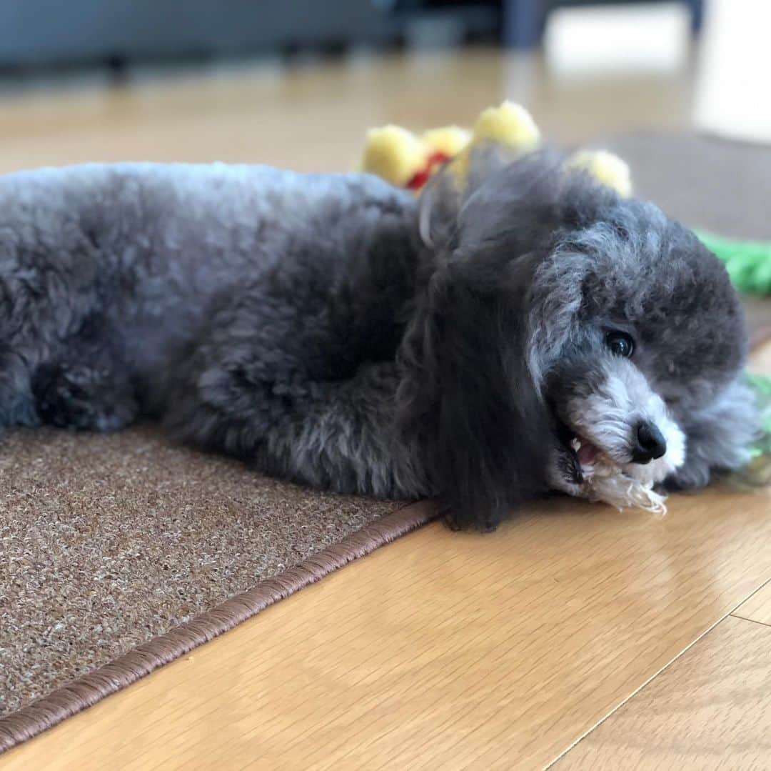 山下莉奈さんのインスタグラム写真 - (山下莉奈Instagram)「💓🎂🐶🎉🎈💓 愛しの鼓太郎くん🥰💕 今日で一歳になりました✨✨ おめでとうって朝からずっと言ってるけど分かるかな〜？💓 ちょっとバタバタしてるからお祝いのレストランは週末に行こうね🎂🍽 可愛い顔なのにヤンチャっ子でとっても小悪魔ボーイ👿💕 そこがたまらなく可愛くて鼓太郎に出会ってから今日までずっと、ねぇねはメロメロです🥰💕 これからもすくすく育ってね💓  2019.9.30💓 #トイプードル #ぼくは鼓太郎 #トイプードルシルバー #トイプードルの姿をした息子 #dogstagram #わんこなしでは生きていけません会」9月30日 20時14分 - rinayamashita