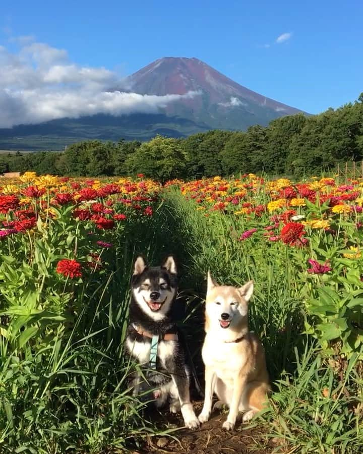 柴犬 けんしろう ゆりあのインスタグラム