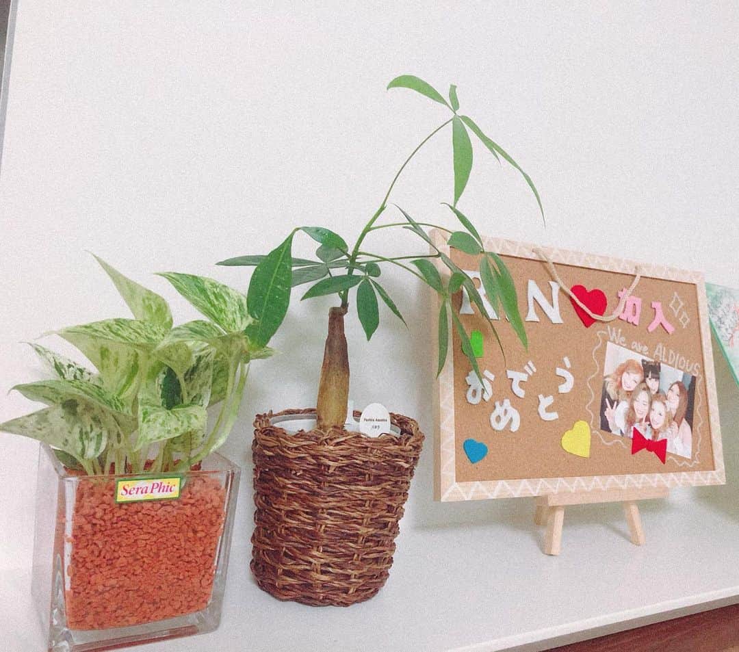 R!Nのインスタグラム：「我が家の緑、 新入りが仲間入りしました💜  #観葉植物 #緑のある暮らし #パキラ #緑 #リビング #myroom」