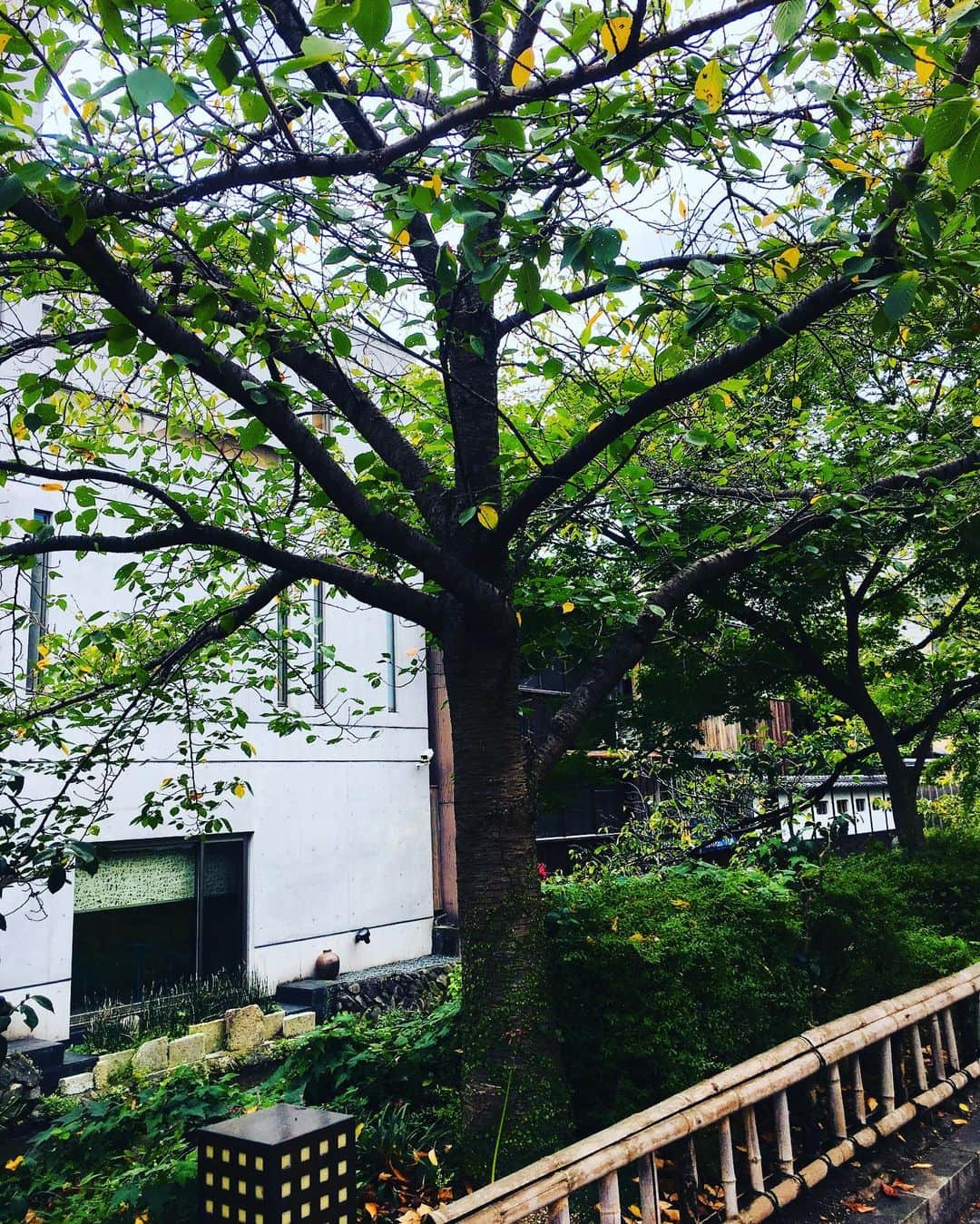 西川忠志さんのインスタグラム写真 - (西川忠志Instagram)「💚型の葉っぱ  本日よしもと祇園花月・川畑座長週は千穐楽でございました。 この1週間、ご来場頂きました総てのお客様 ありがとうございました。  今日京都で下車し、劇場へ向かって歩いております途中に 木に巻き付いているハート💚型の葉っぱを見つけました！ なんという葉っぱかな？ 沢山の緑の💚ハート型の葉っぱを見ていると なんだか幸せな気持ちになりました😊  そして明日は岡山へ参ります！岡山放送『なんしょん？』 岡山・香川の放送エリアの皆様方、 お時間ございましたらご覧頂けます様 宜しくお願いを申し上げます。  感謝  #ハート型の葉っぱ #ハートの葉っぱ #💚 #木 #葉っぱ #葉 #よしもと祇園花月 #川畑座長週 #千穐楽 #お客様 #感謝 #幸せ  #ありがとうございました #ありがとう #よしもと新喜劇  #岡山放送 #なんしょん? #岡山 #香川 #西川忠志 #祇園 #京都」9月30日 21時40分 - nishikawa_tada
