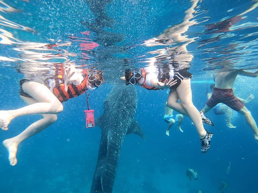 あきのインスタグラム：「. ジンベイザメと🦈❤」