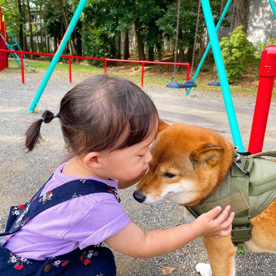 尾形貴弘さんのインスタグラム写真 - (尾形貴弘Instagram)「さくちゃんの鼻水ずるずるは気にしないでね！  #柴犬大好き #柴犬マニア  #愛犬  #赤柴 #しばけん  #しばちゃん  #しばいぬ大好き  #shibainu  #shiba_snap  #犬ばか部  #いぬばか部 #ミク #三九 #39 #パンサー尾形 #赤ちゃん #赤ちゃんのいる暮らし #赤ちゃんと犬 #1歳6ヶ月 #1歳半 #サンキュー #ママリ #ベビフル」9月30日 21時58分 - miku3_miku_9